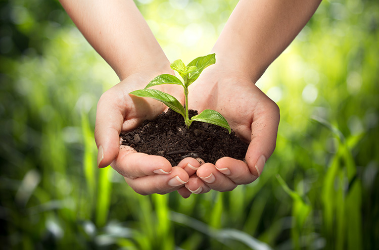 A photo of a seedling